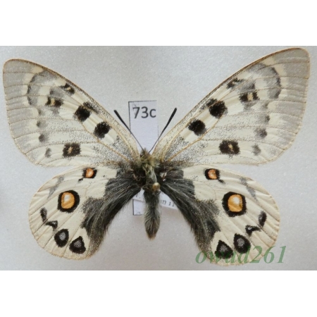 Parnassius széchenyii subsp. germanae Austaut, 1906 China73c